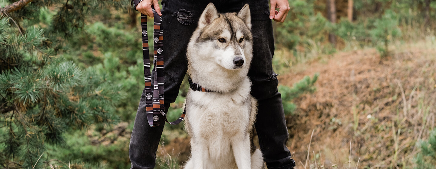 Cane in piedi con il proprietario nel bosco
