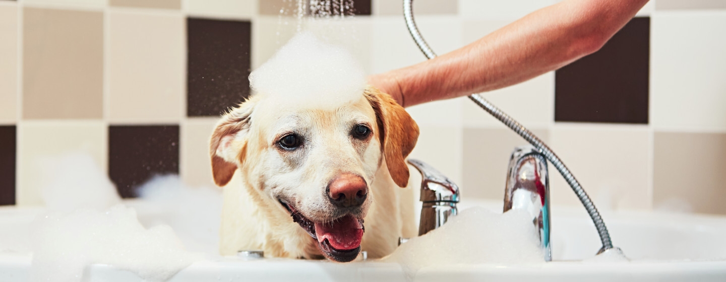 Come fare bagno cane
