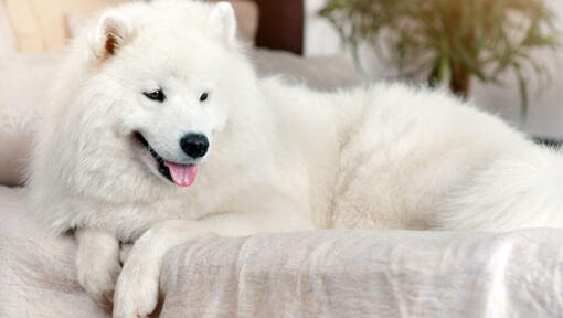 Cane lanuginoso bianco con linguetta che attacca fuori