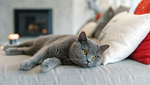 British Shorthair Cat sta avendo un pisolino sul divano
