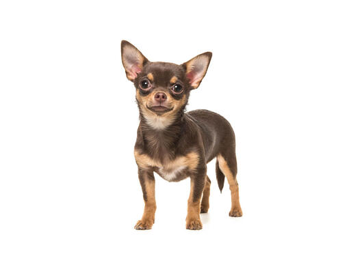 Chihuahua (pelo corto)