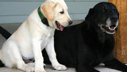 Un cucciolo di Labrador dorato e un Labrador nero più anziano distesi uno accanto all'altro