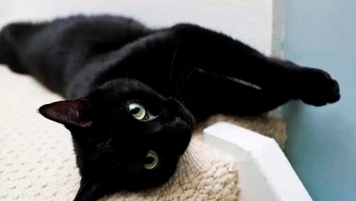 7 fantastiche razze di gatti neri da portare a casa