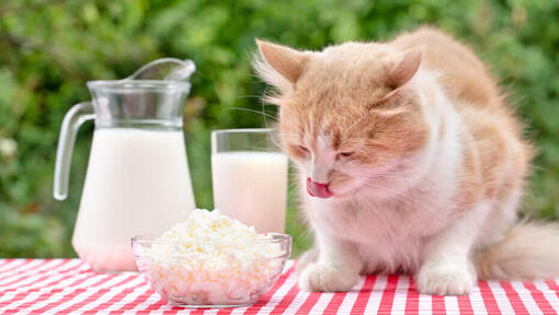 gatto che mangia formaggio